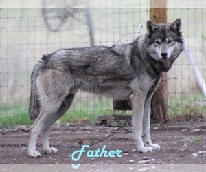 Father of the Wolf Hybrid puppies born on 09/08/2022