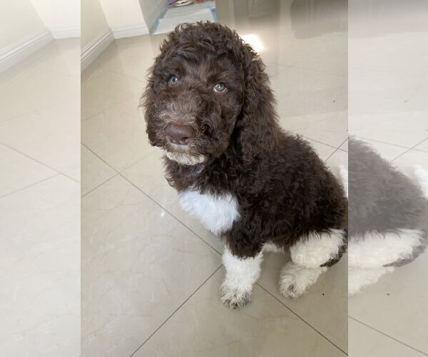 Medium Photo #1 Labradoodle Puppy For Sale in Tustin, CA, USA