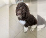 Small Labradoodle