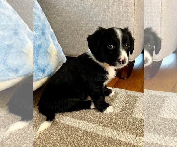 Medium Photo #2 Australian Shepherd-Unknown Mix Puppy For Sale in pomfret, CT, USA