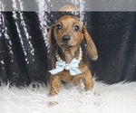 Small #6 Dachshund