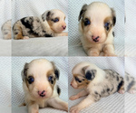 Image preview for Ad Listing. Nickname: Blue Merle girl