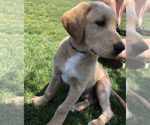 Labrador Retriever Puppy for sale in FAIR OAKS, CA, USA