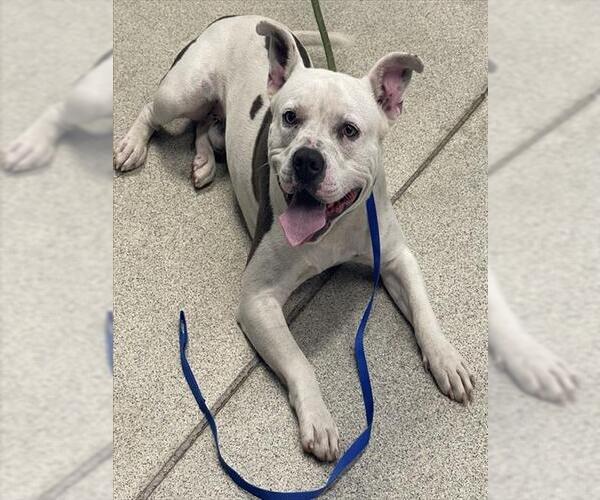 Medium Photo #1 American Staffordshire Terrier Puppy For Sale in Tallahassee, FL, USA