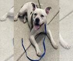 Small American Staffordshire Terrier