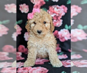 Goldendoodle Puppy for sale in KIRKWOOD, PA, USA