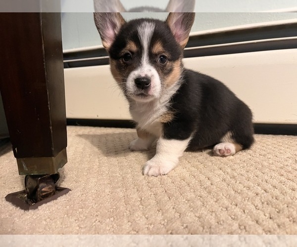 Medium Photo #3 Pembroke Welsh Corgi Puppy For Sale in ROCKFORD, IL, USA