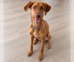 Small Photo #3 Mutt Puppy For Sale in Mooresville, NC, USA
