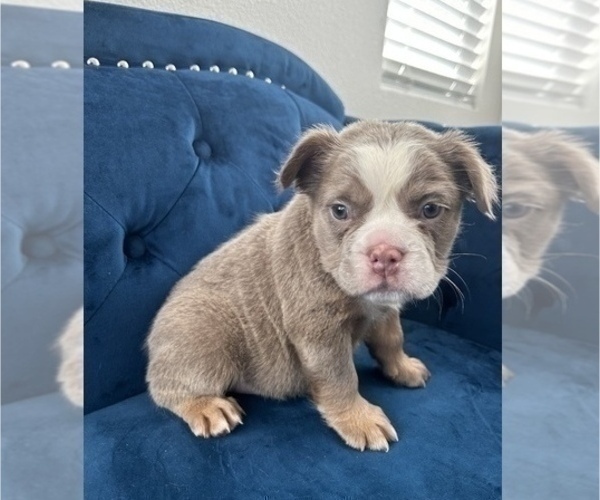 Medium Photo #22 English Bulldog Puppy For Sale in NORTH HAMPTON, NH, USA