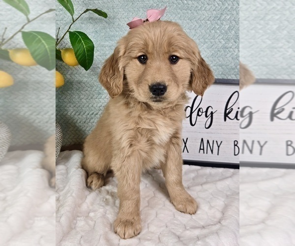 Medium Photo #7 Golden Retriever Puppy For Sale in FRANKLIN, IN, USA