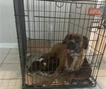 Small Photo #4 Boxer Puppy For Sale in BAYTOWN, TX, USA