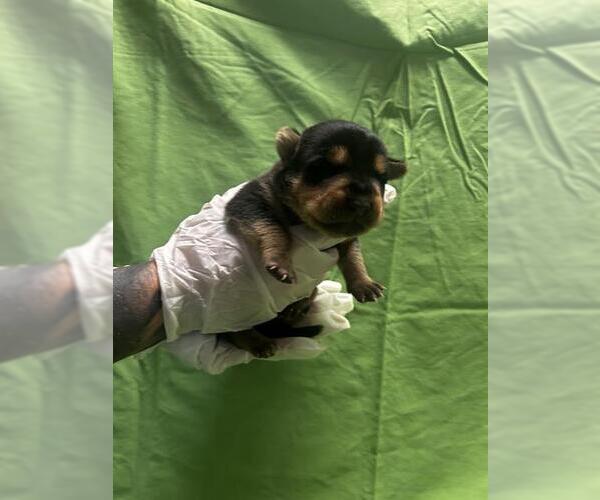 Medium Photo #1 American Pit Bull Terrier-Unknown Mix Puppy For Sale in Riverside, CA, USA