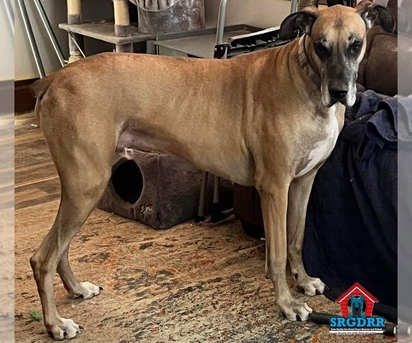 Medium Photo #17 Great Dane Puppy For Sale in Bullard, TX, USA