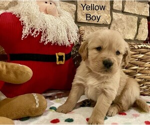 Golden Retriever Puppy for sale in WOLFFORTH, TX, USA