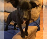 Small Photo #2 Labrador Retriever Puppy For Sale in Yardley, PA, USA