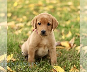 Labrador Retriever Puppy for sale in COATESVILLE, PA, USA