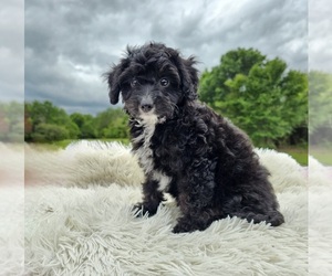 Aussiedoodle Miniature  Puppy for sale in COLLEGE STA, TX, USA