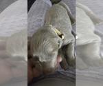 Puppy Puppy 6 Weimaraner