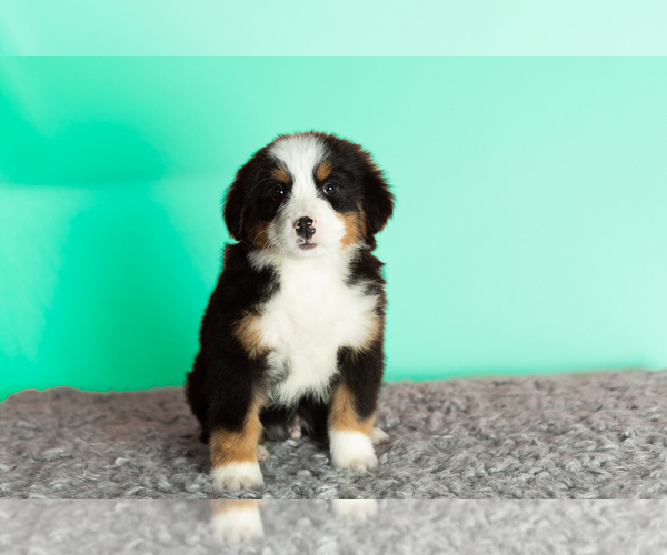 Medium Photo #4 Bernese Mountain Dog Puppy For Sale in WOLCOTTVILLE, IN, USA