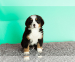 Small Photo #4 Bernese Mountain Dog Puppy For Sale in WOLCOTTVILLE, IN, USA