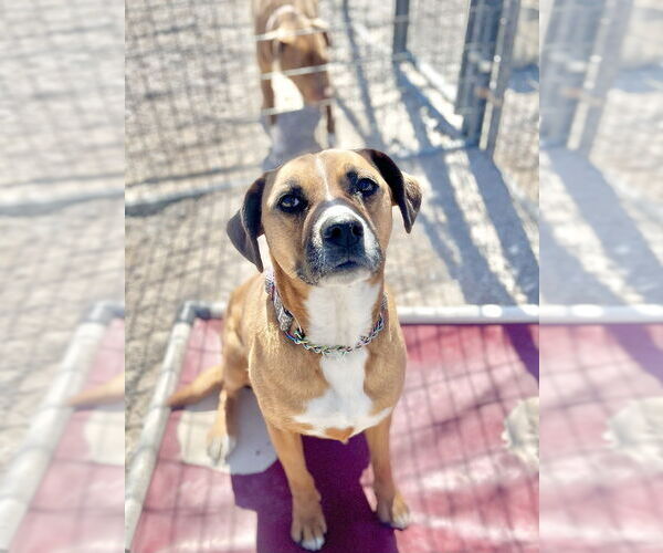 Medium Photo #14 Australian Shepherd-Boxer Mix Puppy For Sale in Bolivar, MO, USA