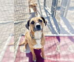 Small #13 Australian Shepherd-Boxer Mix