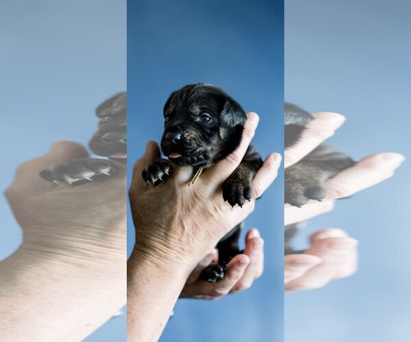 Medium Photo #2 Doberman Pinscher Puppy For Sale in Rancho Cordova, CA, USA