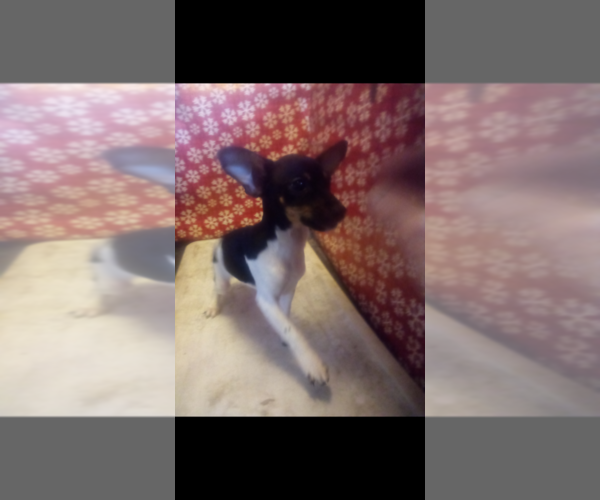 Medium Photo #4 Rat-Cha Puppy For Sale in TEMPERANCE, MI, USA