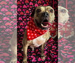 Small #2 Bulldog Mix