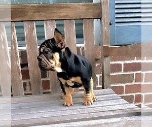 French Bulldog Puppy for sale in KATY, TX, USA