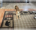 Small Photo #8 Shiba Inu Puppy For Sale in MISSOULA, MT, USA