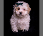 Small Photo #124 Maltipoo (Miniature) Puppy For Sale in WARSAW, IN, USA
