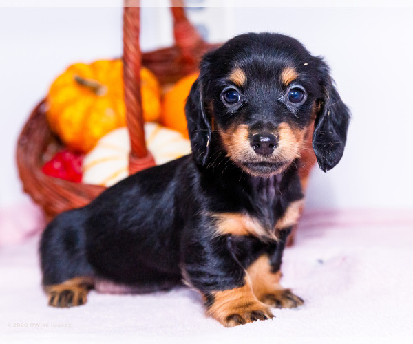 Medium Photo #3 Dachshund Puppy For Sale in WAKARUSA, IN, USA