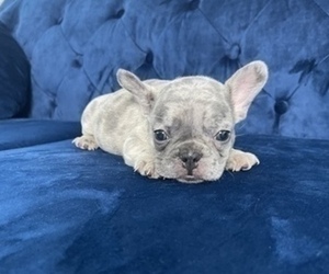 French Bulldog Puppy for sale in LONG BEACH, CA, USA