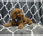 Small #5 Goldendoodle (Miniature)