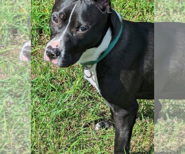 Medium Photo #3 American Pit Bull Terrier-Staffordshire Bull Terrier Mix Puppy For Sale in Alexander, AR, USA