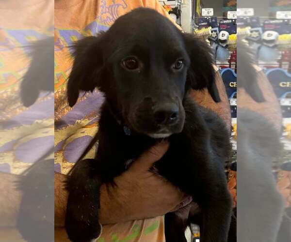 Medium Photo #1 Golden Labrador Puppy For Sale in Palatine/Kildeer/Buffalo grove, IL, USA