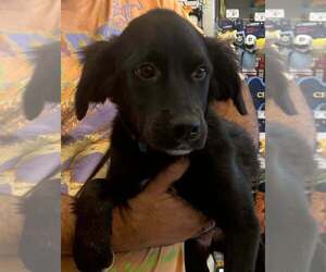 Golden Labrador Dogs for adoption in Palatine/Kildeer/Buffalo grove, IL, USA