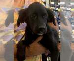 PuppyMO3 - Female Golden Labrador Dog for Adoption - Small photo