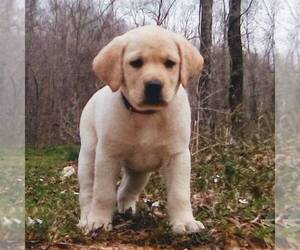 Labrador Retriever Puppy for sale in LINDEN, TN, USA