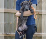 Small Photo #3 Unknown-Vizsla Mix Puppy For Sale in Huntley, IL, USA