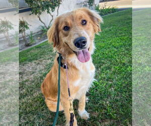 Golden Labrador Dogs for adoption in San Diego, CA, USA