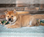 Puppy Kai Shiba Inu