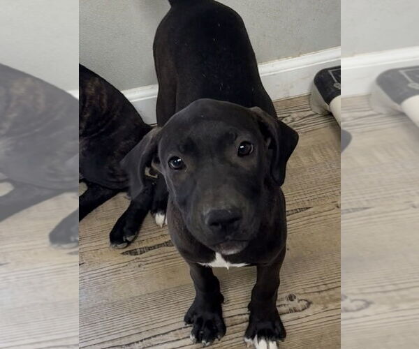 Medium Photo #2 American Pit Bull Terrier-Unknown Mix Puppy For Sale in Bolivar, MO, USA