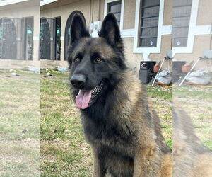 German Shepherd Dog Dogs for adoption in Fort Lauderdale, FL, USA