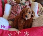 Small Photo #5 Cavachon-Poodle (Miniature) Mix Puppy For Sale in TUCSON, AZ, USA