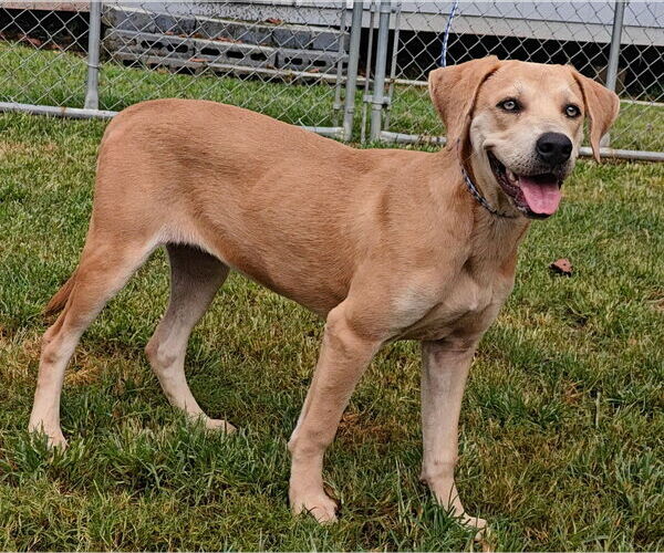 Medium Photo #15 Labrador Retriever-Unknown Mix Puppy For Sale in Talladega, AL, USA