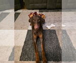 Small #1 Doberman Pinscher
