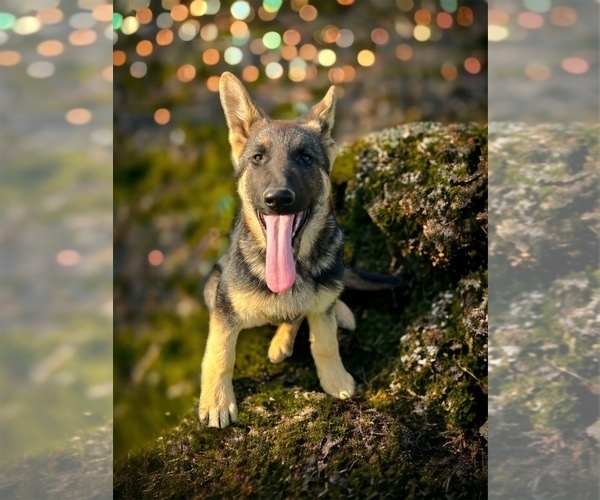 Medium Photo #2 German Shepherd Dog Puppy For Sale in SCOTTSBURG, IN, USA