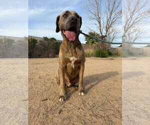Mastiff-Unknown Mix Dogs for adoption in Goodyear, AZ, USA